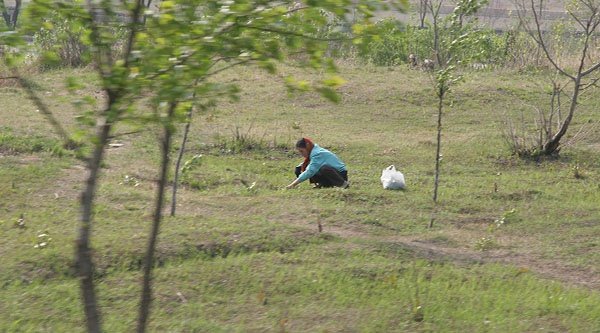 Eine Frau sammelt etwas auf einer Wiese